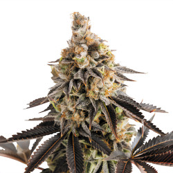 Cookies Gelato Automática - Royal Queen Seeds