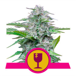 Pflanze von Critical von Royal Queen Seeds