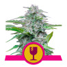 Critical - Royal Queen Seeds