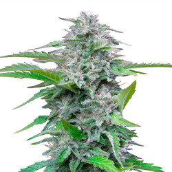 Bud von Critical von Royal Queen Seeds