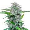 Critical - Royal Queen Seeds