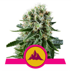 Pianta della Critical Kush della Royal Queen Seeds