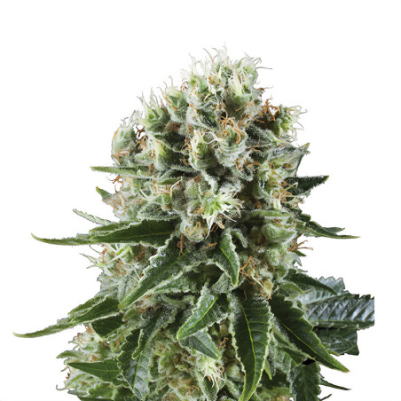 Critical Kush - Royal Queen Seeds