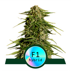 Epsilon F1 de Royal Queen Seeds