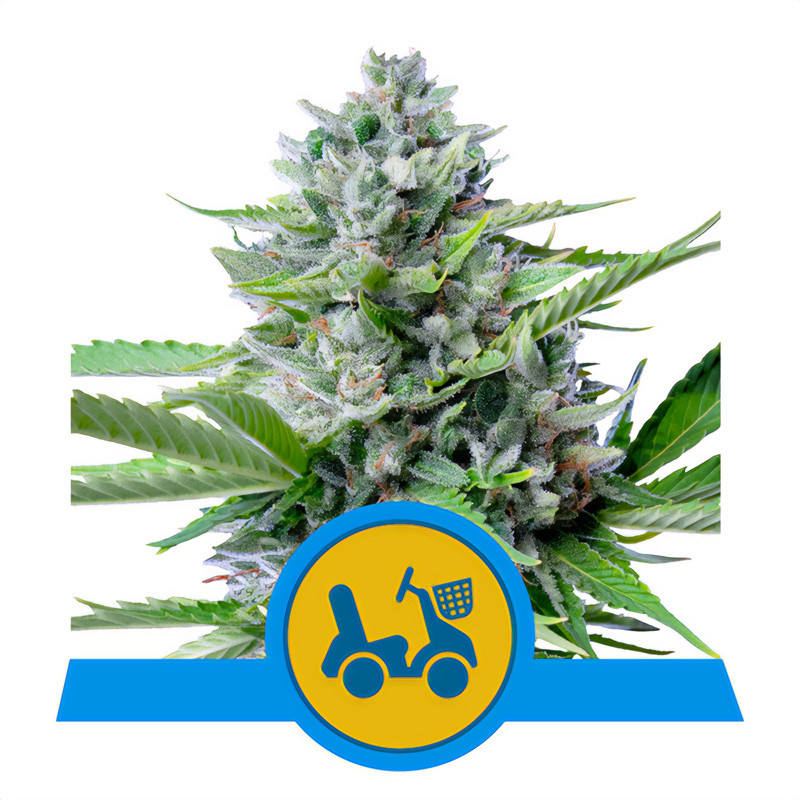 Fast Eddy CBD Auto - Royal Queen Seeds