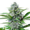 Fast Eddy CBD Auto - Royal Queen Seeds