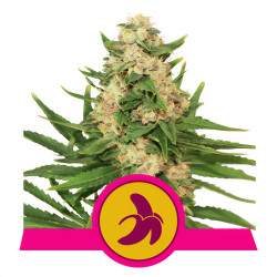 Fat Banana de Royal Queen Seeds