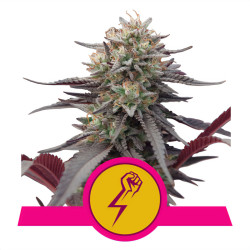 Bud von Green Crack Punch von Royal Queen Seeds