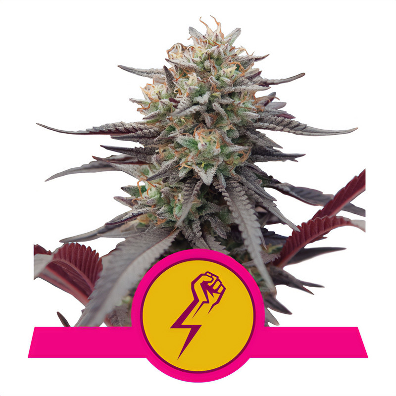 Green Crack Punch - Royal Queen Seeds