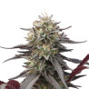 Green Crack Punch - Royal Queen Seeds