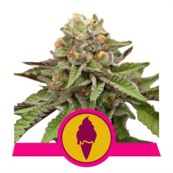 Green Gelato de Royal Queen Seeds