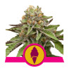 Helado Verde - Royal Queen Seeds