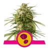 Gushers - Royal Queen Seeds