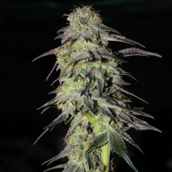 Blüte vonCharlotte's Angel CBD Auto von Dutch Passion