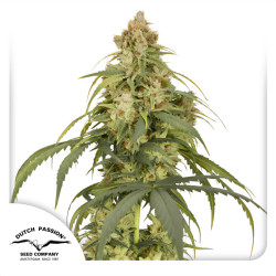 Auto CBD-Victory-Pflanze von Dutch Passion