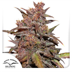 CBD Auto Blackberry Kush von Dutch Passion