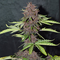 CBD Auto Blackberry Kush von Dutch Passion