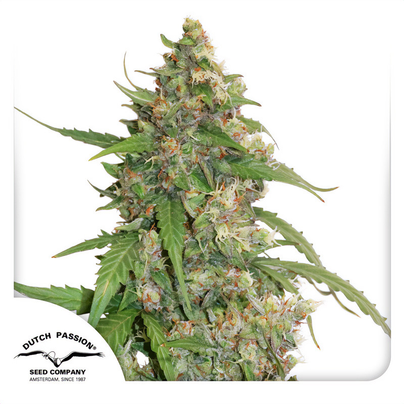 CBD Auto Compassion Lime - Dutch Passion