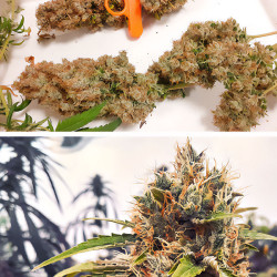 CBG-Force Dutch Passion Buds