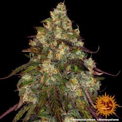 Amnesia Lemon von Barney's Farm