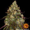 Amnesia Lemon - Barney's Farm