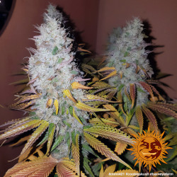 Cookies Kush de Barney's Farm