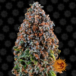 Critical Kush de Barney's Farm