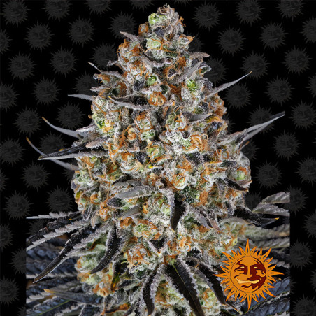 Bud das LSD von Barney's Farm