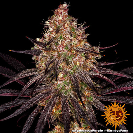 Ayahuasca Purple - Barney's Farm