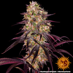 Ayahuasca Purple von Barney's Farm