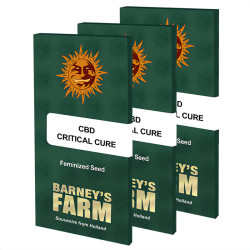 Barney's Farm Critical Cure CBD-Samenpaket