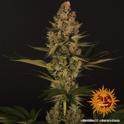 Dos-Si-Dos 33 von Barney's Farm