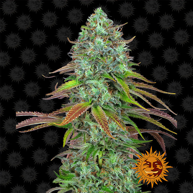 LSD Auto - Barney's Farm