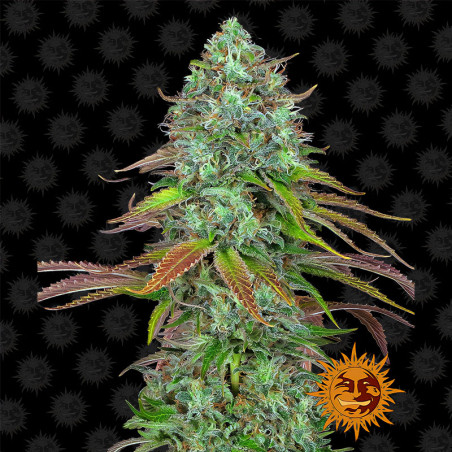 LSD Auto von Barney's Farm