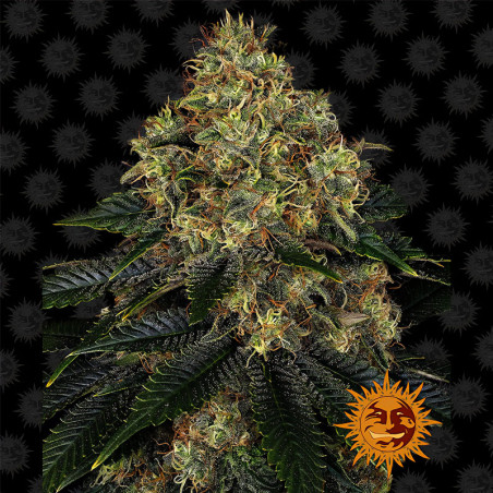 Skywalker OG Auto de Barney's Farm