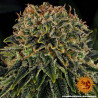 Skywalker OG Auto – Barney's Farm