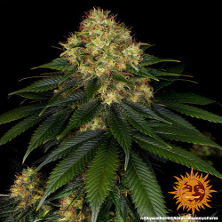 Plant de Skywalker OG Auto de Barney's Farm