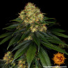 Skywalker OG Auto – Barney's Farm