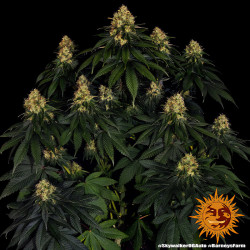 Floraison de la Skywalker OG Auto de Barney's Farm