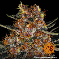 Die Trichrome von Purple Punch Auto von Barney's Farm