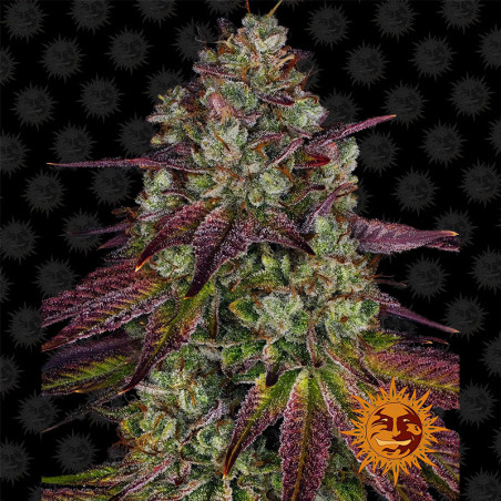 Mimosa EVO von Barney's Farm