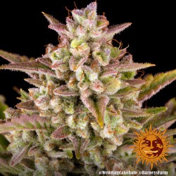 Bud, das Cake von Barney's Farm