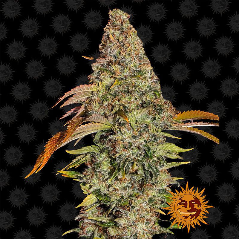 Zkittlez OG Auto – Barney's Farm