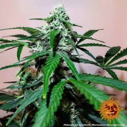 Bud de Zkittlez OG Auto de Barney's Farm