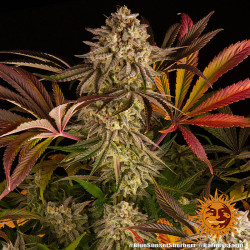 Blue Sunset Sherbert von Barney's Farm