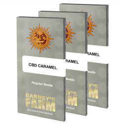 Caramello CBD regolare Barney's Farm