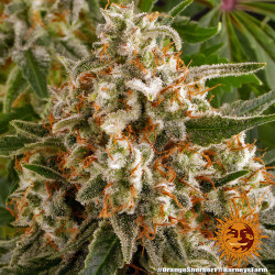 Sherbert - Barney's Farm