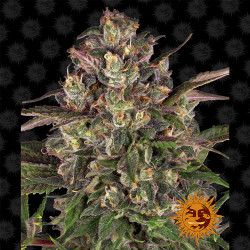 Peyote Critical von Barney's Farm