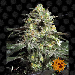 Peyote Cookies de Barney's Farm