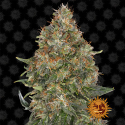 Pineapple Express Auto von Barney's Farm